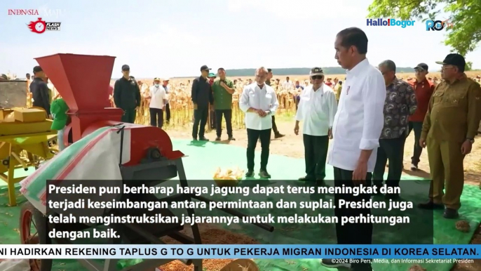 Tinjau Panen Jagung di Sumbawa, Presiden Jokowi Tekankan Pentingnya Keseimbangan Harga