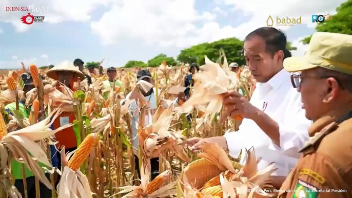 Presiden Jokowi Tinjau Panen Jagung di Sumbawa, Keseimbangan Harga Sangat Penting