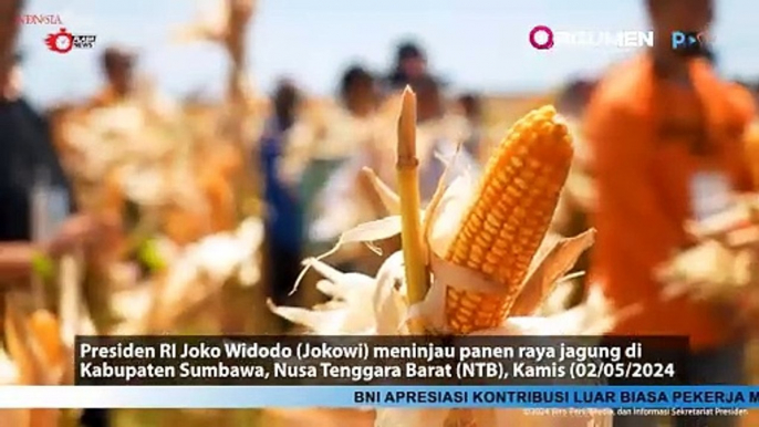 Presiden Jokowi Tinjau Panen Jagung di Sumbawa