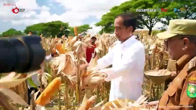 Momen Jokowi Ikutan Panen Raya Jagung di Kabupaten Sumbawa, NTB