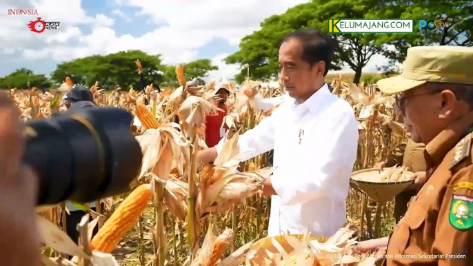 Jokowi Hadiri Panen Raya Jagung Sumbawa NTB