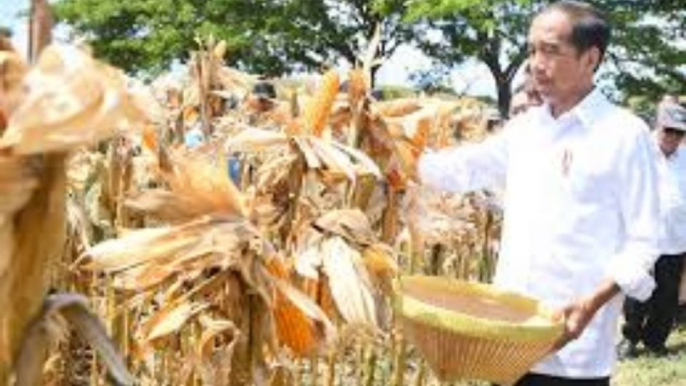 Presiden Jokowi Tinjau Panen Jagung di Sumbawa