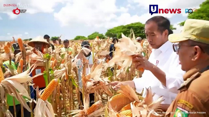 Presiden Tinjau Panen Jagung Di Sumbawa