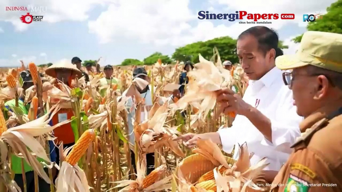 Presiden Tinjau Panen Jagung Di Sumbawa