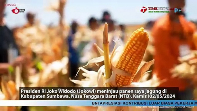 Tinjau Panen Jagung di Sumbawa, Presiden Jokowi Tekankan Pentingnya Keseimbangan Harga