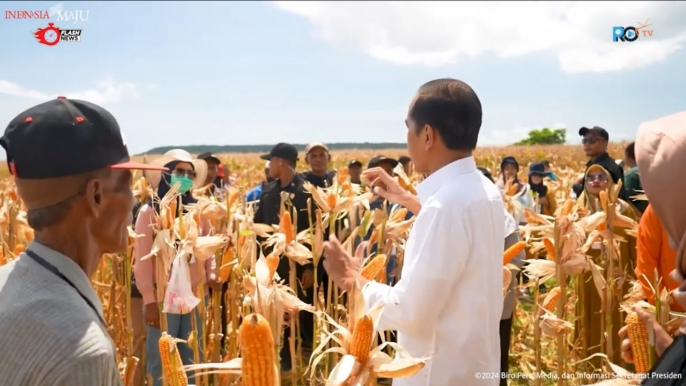 Tinjau Panen Jagung di Sumbawa, Presiden Jokowi Tekankan Pentingnya Keseimbangan Harga