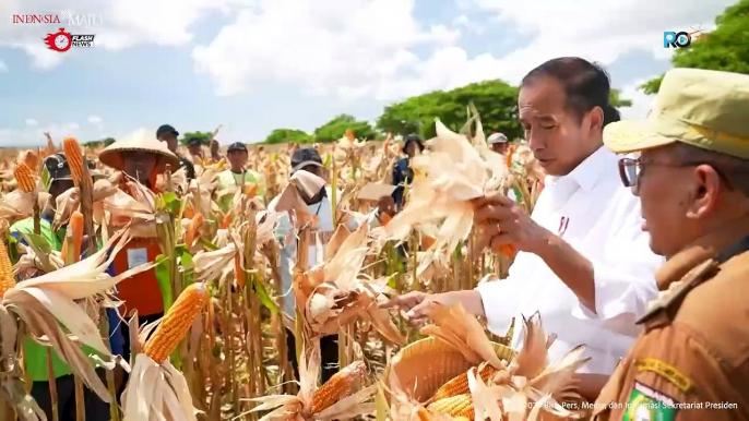 Presiden Jokowi Tinjau Panen Jagung di Sumbawa Tekankan Keseimbangan Harga