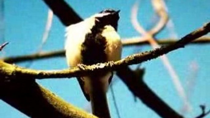 cris de la mésange charbonnière (Parus major)