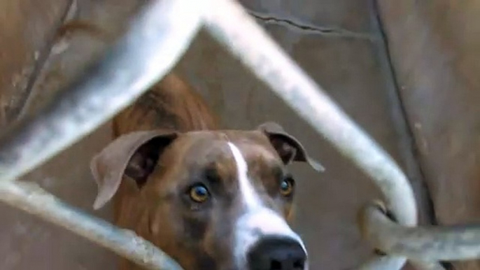 Old film❤️Pharrell 1y Pet Id 835799 Pit Bull Terrier Beautiful Doggie Boy sitting & lying down Awesome Kid with a Magical Heart Humane Society of Southern Arizona❤️4-11-2017Adopted4-16-2017