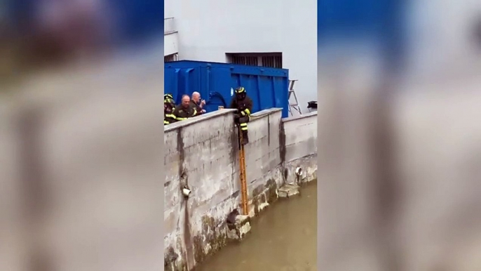 Monza, il gatto Hans salvato dalla piena del Lambro: il momento dell'arrivo dei pompieri