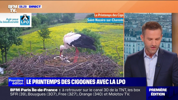 "Le printemps des cigognes", le rendez-vous à retrouver sur BFMTV chaque vendredi jusqu'au mois de juin