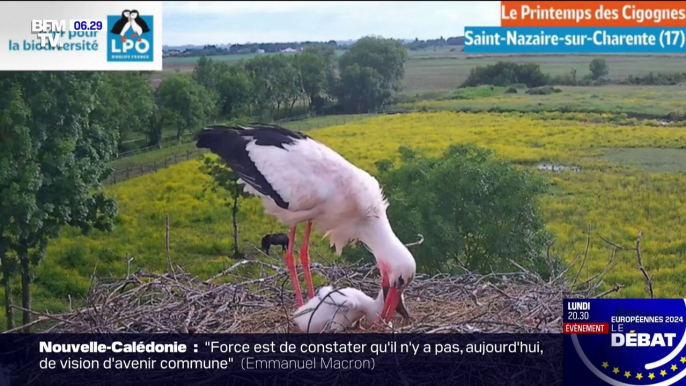 "Le printemps des cigognes", le rendez-vous à retrouver sur BFMTV chaque vendredi jusqu'au mois de juin