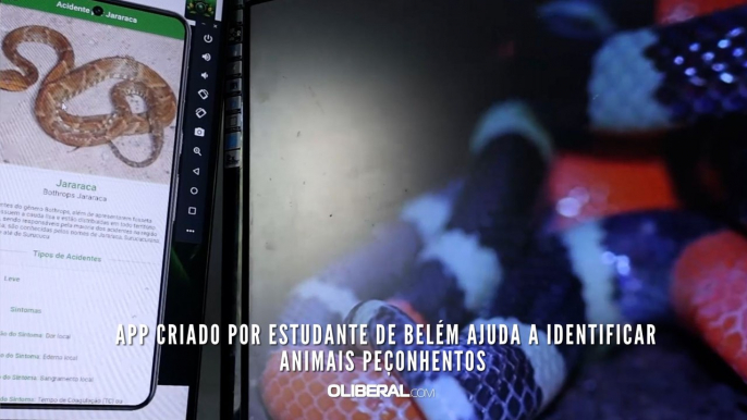 App criado por estudante de Belém ajuda a identificar animais peçonhentos