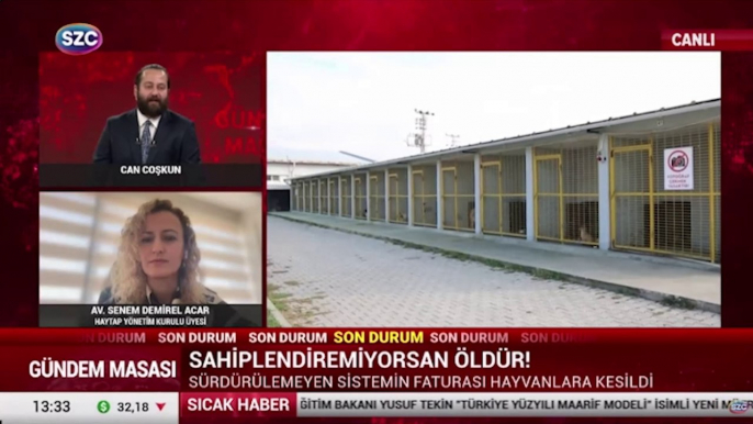 HAYTAP Yönetim Kurulu Üyesi Av. Senem Demirel Acar'dan 'Sokak Hayvanları' yasasına tepki