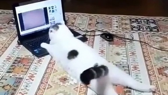 Watch youtube ...... ... ..#cats #cat #catsofinstagram #catstagram #cats_of_world #cats_of_instagram #catsofworld #catsoftheworld #catsofinsta #catslovers #kitten #kittens #kitty #kitties #kittycat #kitten