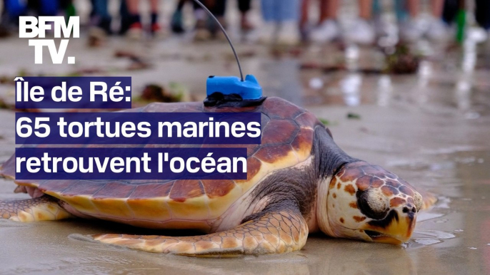 À l'île de Ré, 65 tortues marines retrouvent l'océan après une remise en forme
