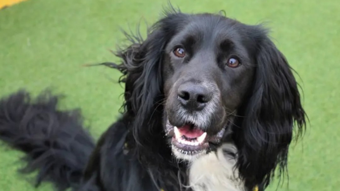 Dogs Trust Ballymena - meet Molly and Mo