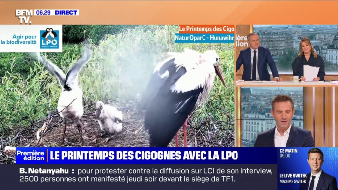 "Le printemps des cigognes", le rendez-vous à retrouver sur BFMTV chaque vendredi jusqu'au mois de juin