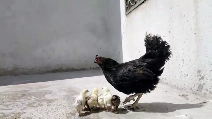 Pure desi hens _ desi chicks _ hens Farming