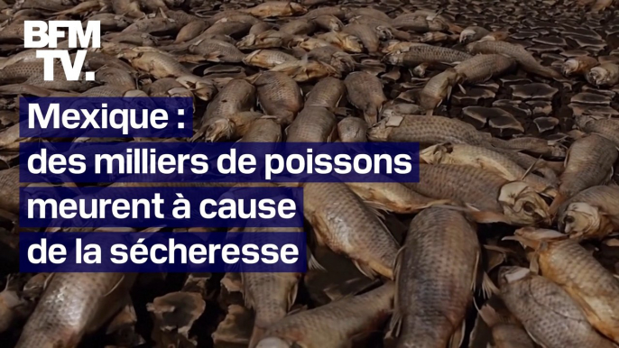 Mexique: des milliers de poissons meurent à cause de la sécheresse