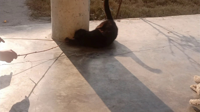 Black kittens videos/ black kittens funny moments