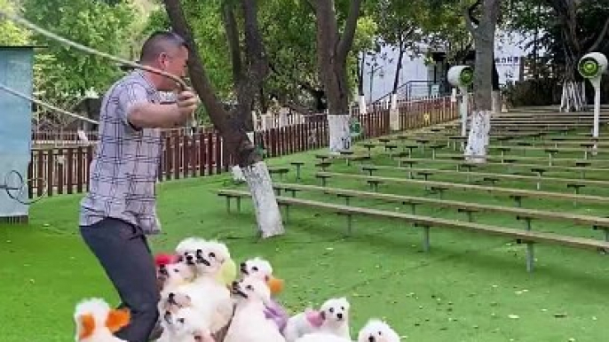 Dogs jumping with a man amzing talent