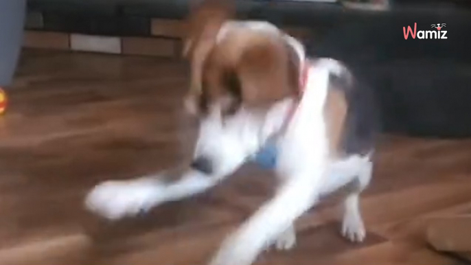 Als dieser gerettete Laborhund zum ersten Mal ein Spielzeug entdeckt, sagt seine Reaktion alles (Video)