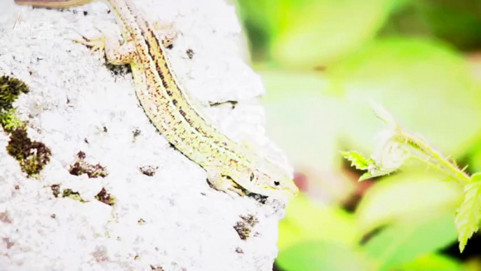 Alligators Can Regrow Their Tails Just as Easy as Other Lizards