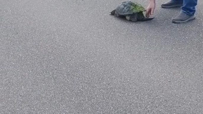 Man Trips and Falls While Trying to Help Snapping Turtle Cross Road