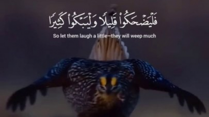 tha HollyQuran and amazing bird vedio