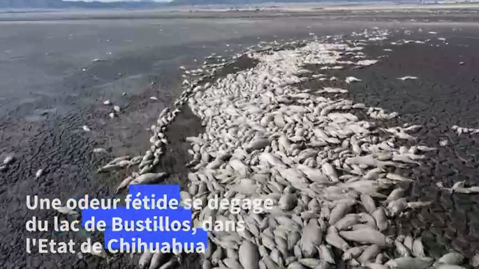 Au Mexique, la sécheresse tue des milliers de poissons dans un lac