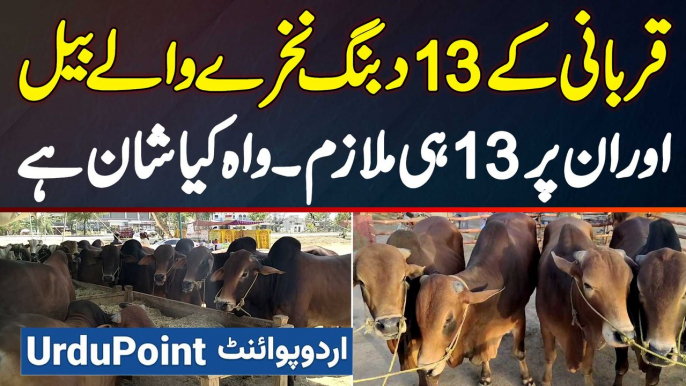 Qurbani Ke Nakhre Wale 13 Janwar - Har Bail Ka Alag Mulzim - Eid Ul Adha 2024