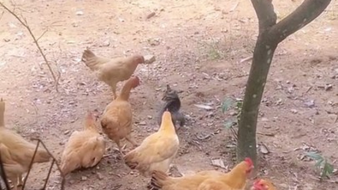 Funny Cat fight with hens