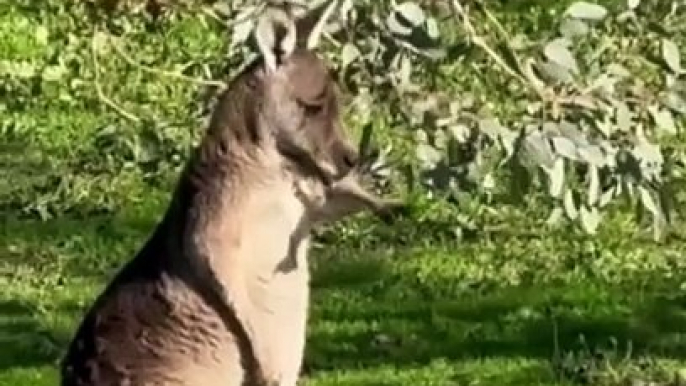 Kangaroos marsupials mammals | About diet of kangaroo (part 1)