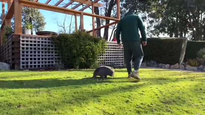 Prisoners nurse injured wildlife to health at Beechworth Correctional Centre