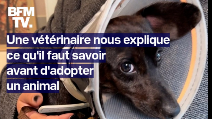 Coût, stérilisation...Une vétérinaire explique ce qu'il faut savoir avant d'adopter un animal