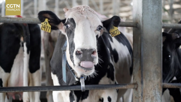 Un foyer heureux pour les vaches - un ranch intelligent 5G