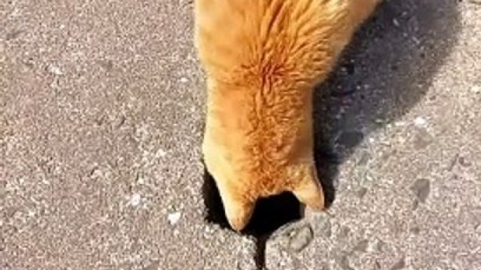 Funny Cat  #cat #cats #catshorts #catvideos #catlovers #catlover #catsofinstagram #usa #usacats