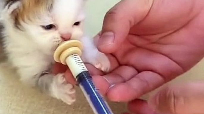 Funny Cats #cat #cats #catlover #catlovers #v #viral #viralvideo #viraltiktok #usa #usa_tiktok #usat