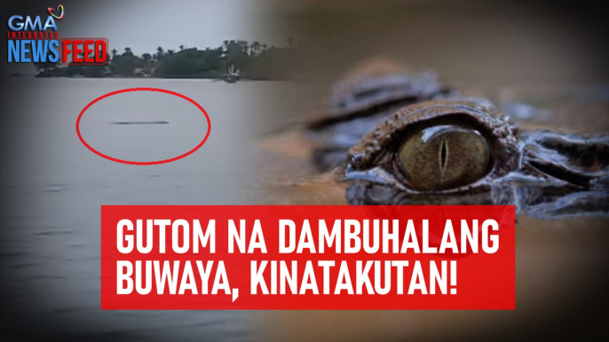 Gutom na dambuhalang buwaya, kinatakutan! | GMA Integrated Newsfeed