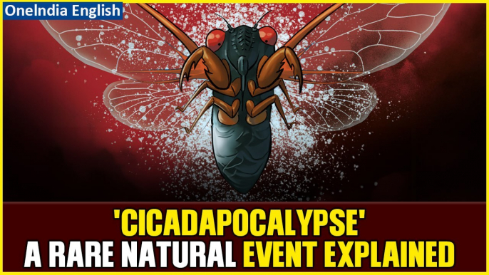 Biblical Swarms: Biggest Cicada Invasion in Over 200 Years Hits the United States