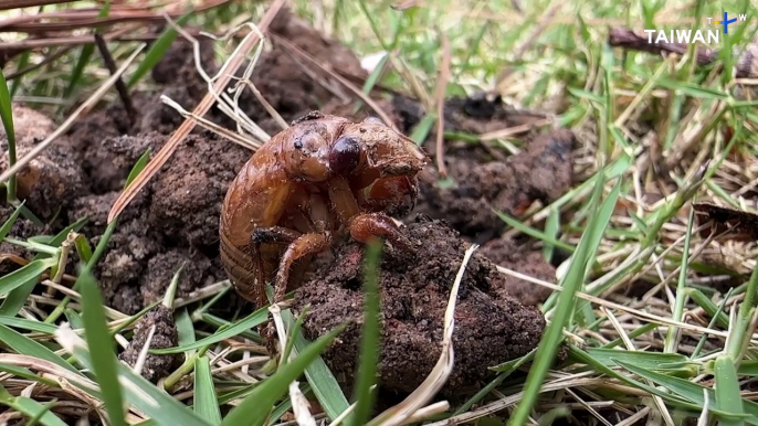 Trillions of Cicadas Sing in North America