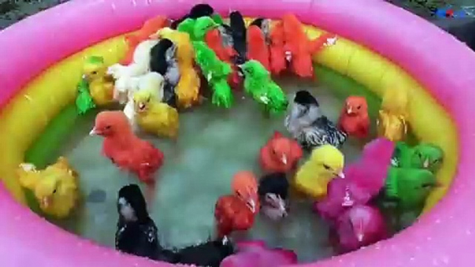 Hens Chicks Swimming Pools Kids Cleaning Legs of Colour Chick Video _ Hen Videos