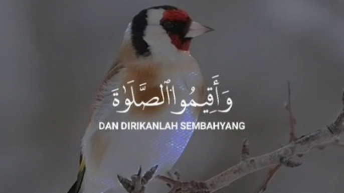 Hollyquran beautyfull bird vedio