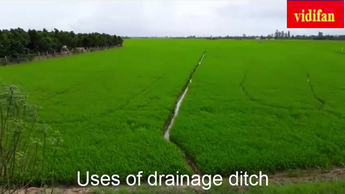 Uses of drainage ditches for rice fields