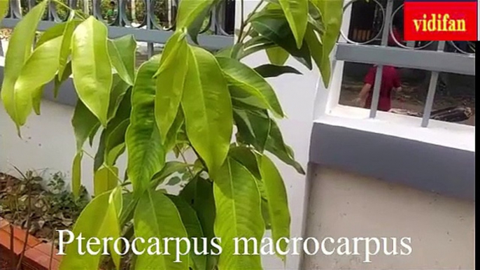 Uses of Pterocarpus macrocarpus