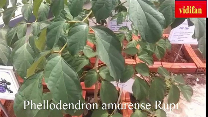 Uses of Phellodendron amurense Rupr