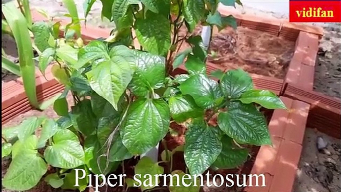 uses of Piper sarmentosum