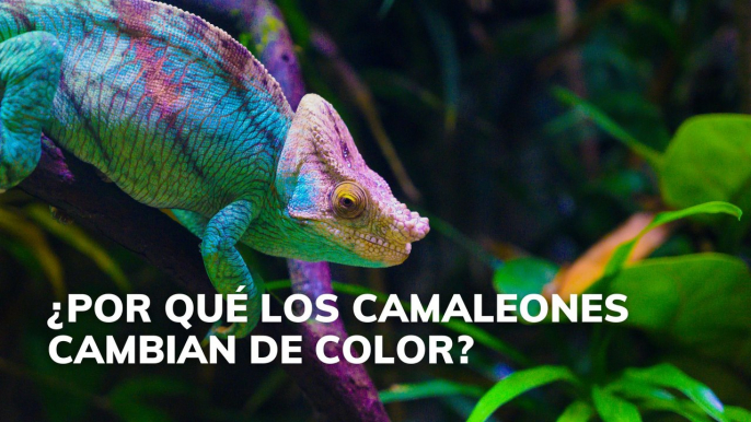 ¿Por qué los camaleones cambian de color?