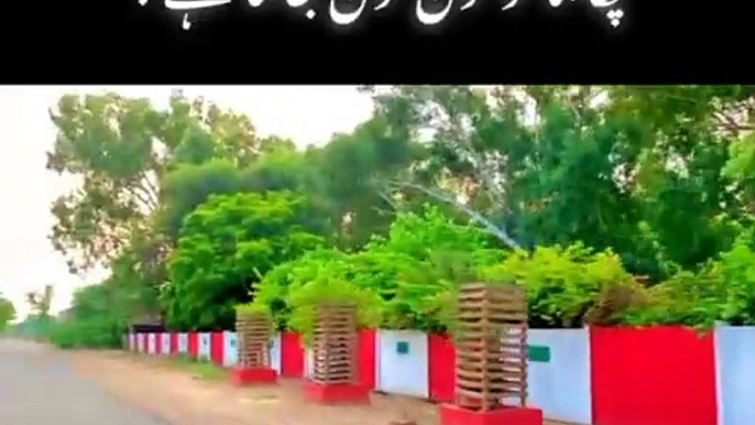 Punjab dey pind very beautiful view of village traditional village life in Punjab